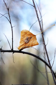 Close-up of a yellow leaf clinging to a barren branch, symbolizing autumn and transition.