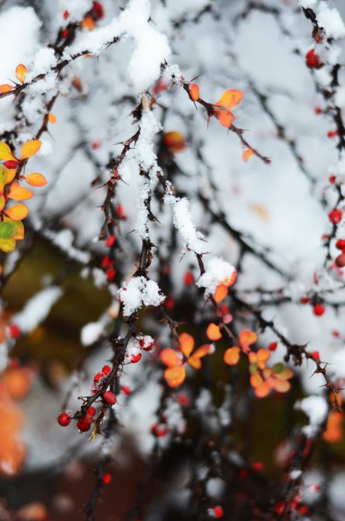 Free Vibrant red berries and yellow leaves dusted with snow on tree branches. Stock Photo