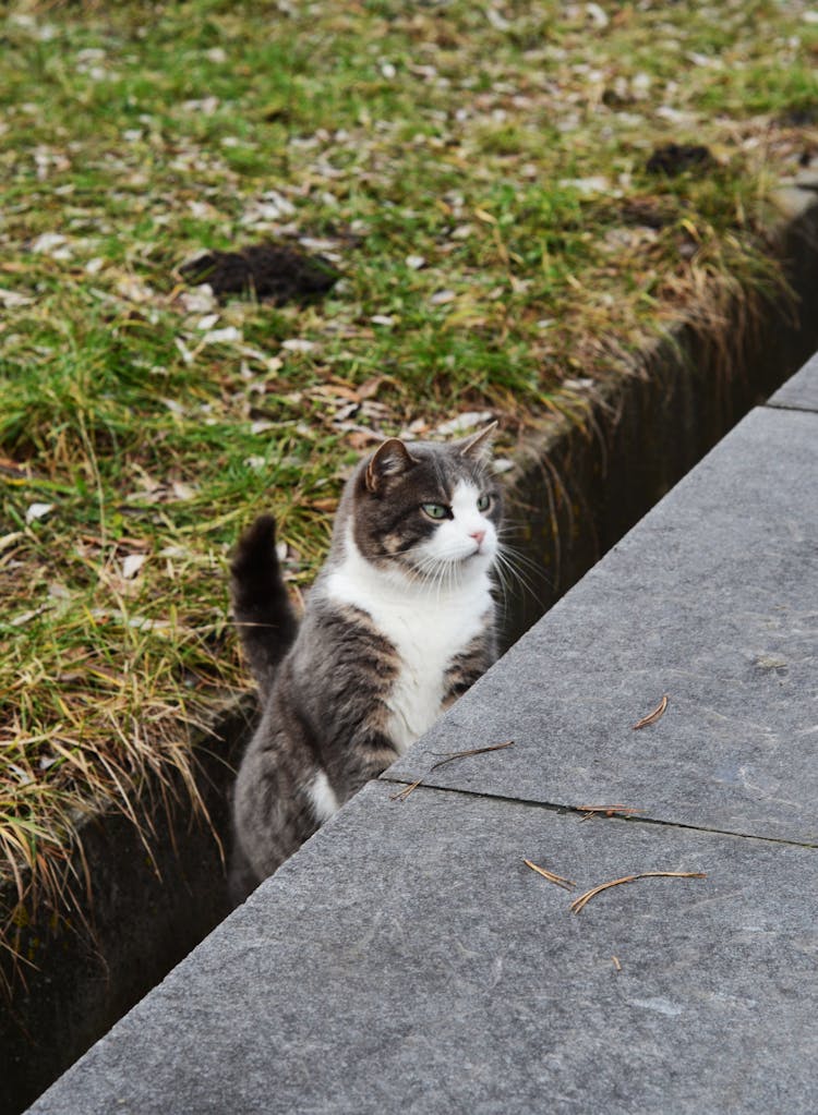 Cat Preparing To Jump