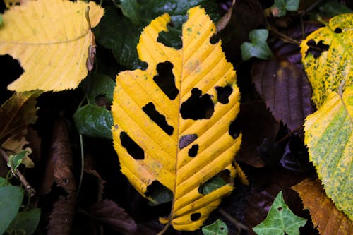surviving leaf in Autumn