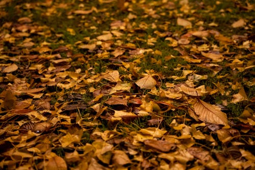 Gratis lagerfoto af blade, efterår, høj vinkel visning