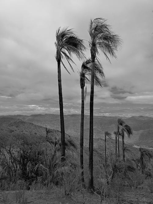 Grayscale Photo of Coconut Trees