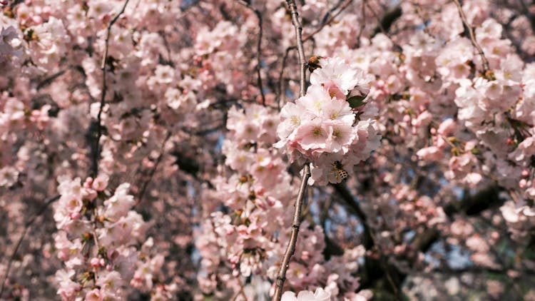 Cherry Blossoms In Bloom 