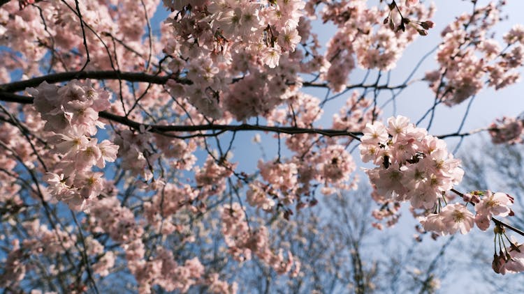 Cherry Blossom In Bloom