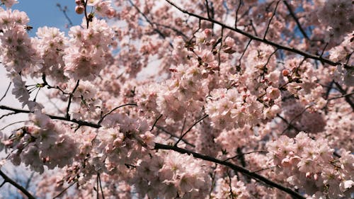 Ingyenes stockfotó cseresznyevirágok, japáncseresznye, közelkép témában Stockfotó