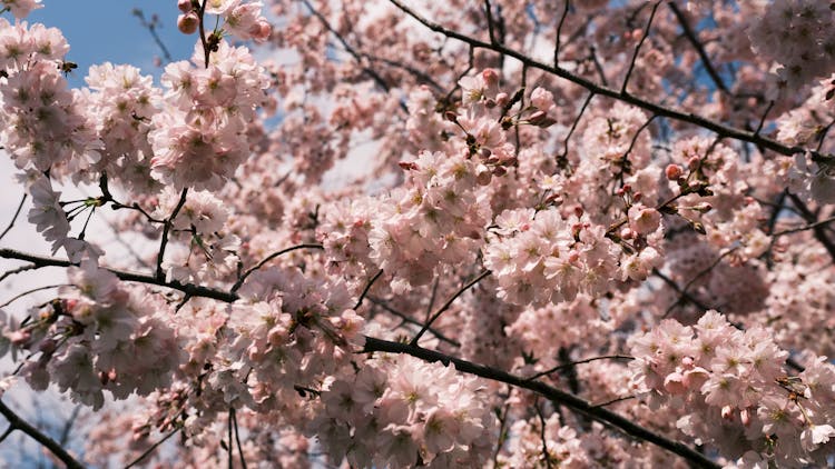 Close-Up Of Cherry Blossoms In Bloom