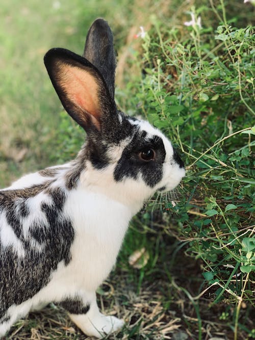 Free stock photo of bunny, cute rabbit, huji