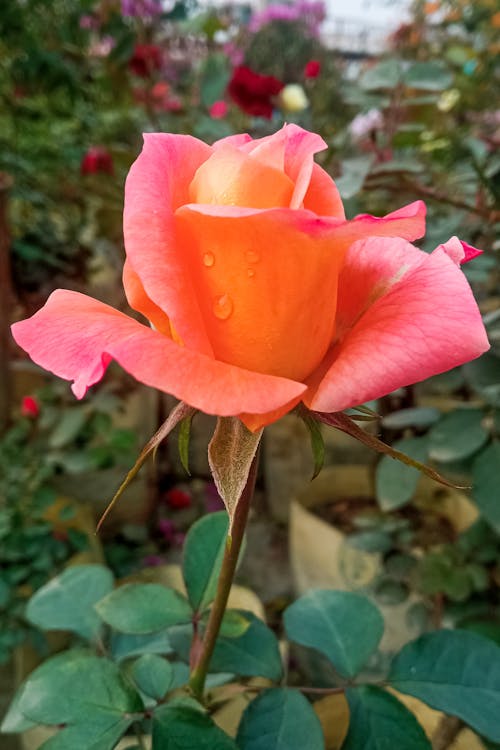 Free stock photo of bangladesh, blooming flower, botanical garden Stock Photo
