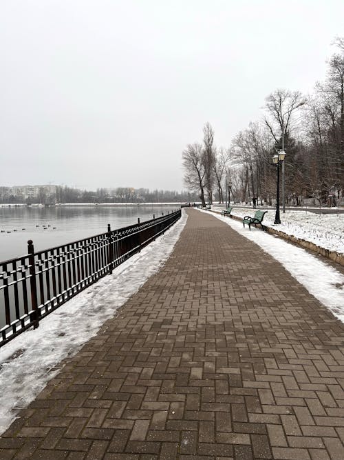 Fotos de stock gratuitas de arboles, frío, invierno