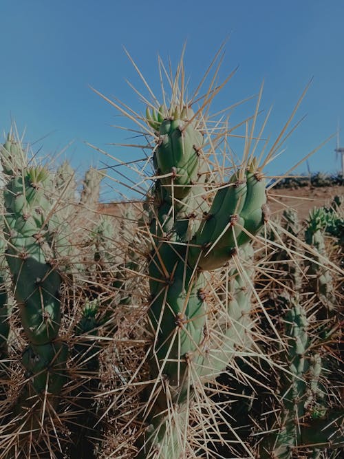 Close up of a Cactus 