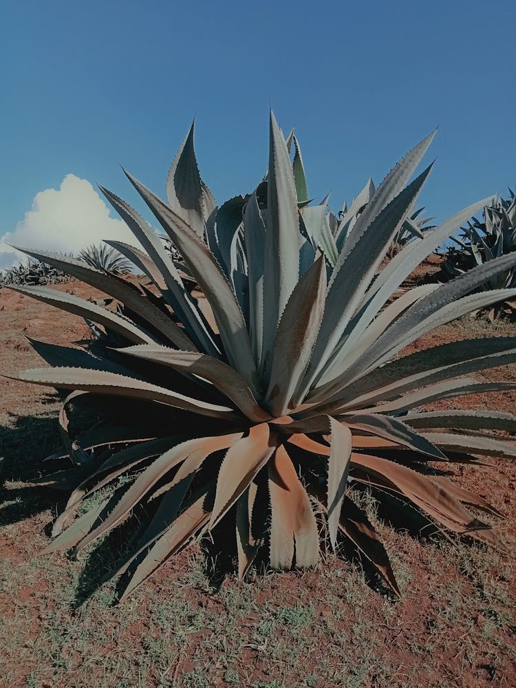 Green Plant On Arid Ground