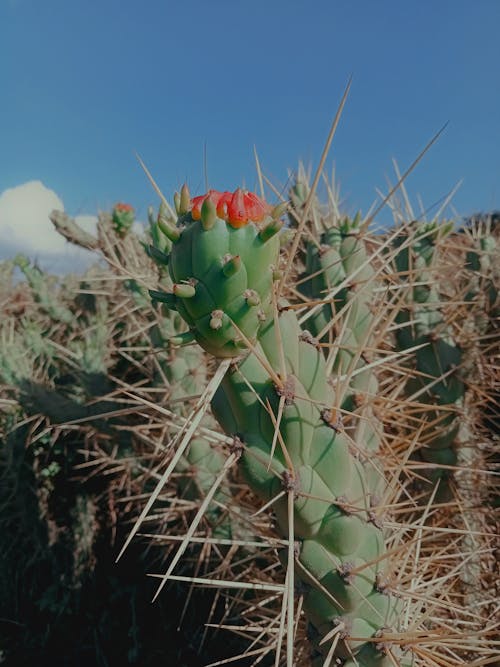 Close up of Cactus with Thorns