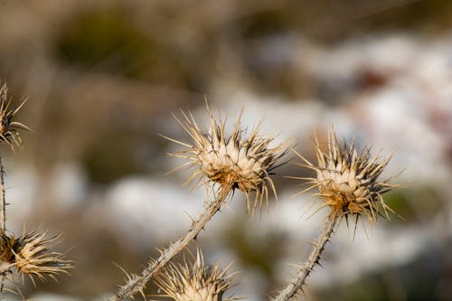 Flowers with Thorns