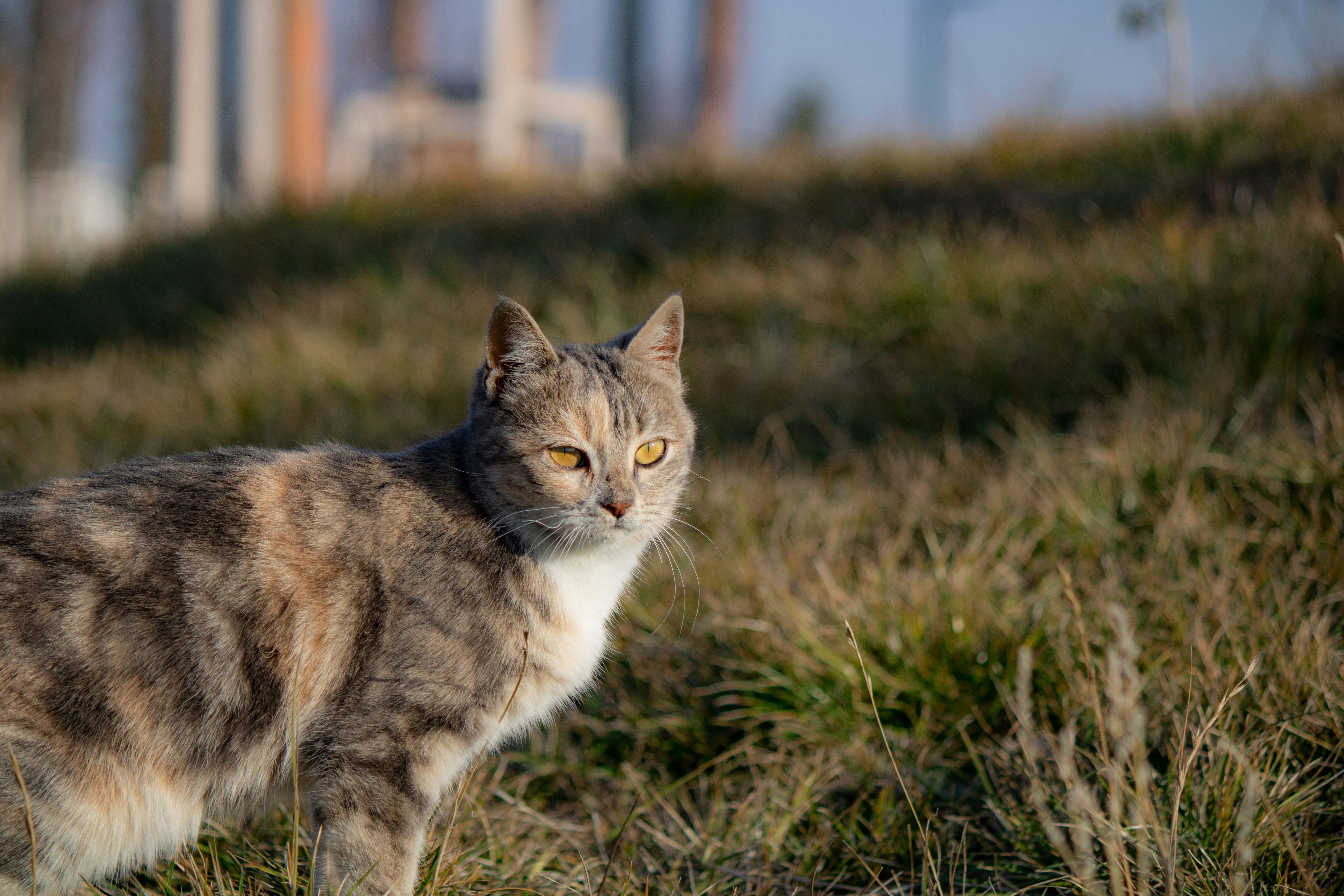 Felino selvagem caminhando em vegetação alta com patas nítidas e fundo desfocado em luz matinal