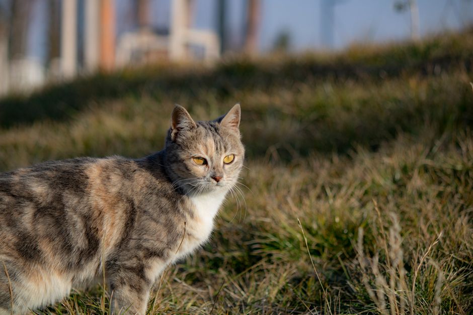 Felino selvagem caminhando em vegetação alta com patas nítidas e fundo desfocado em luz matinal