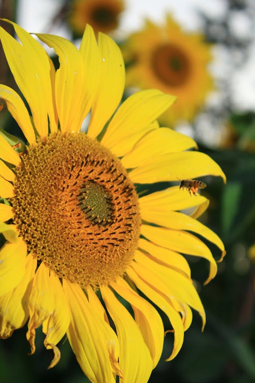 Bee on Sunflower