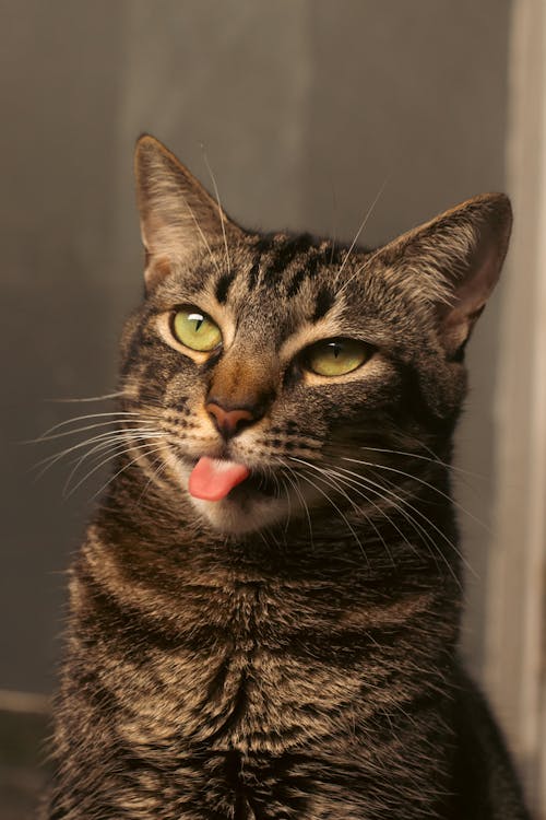 Close up of Cat with Tongue Out
