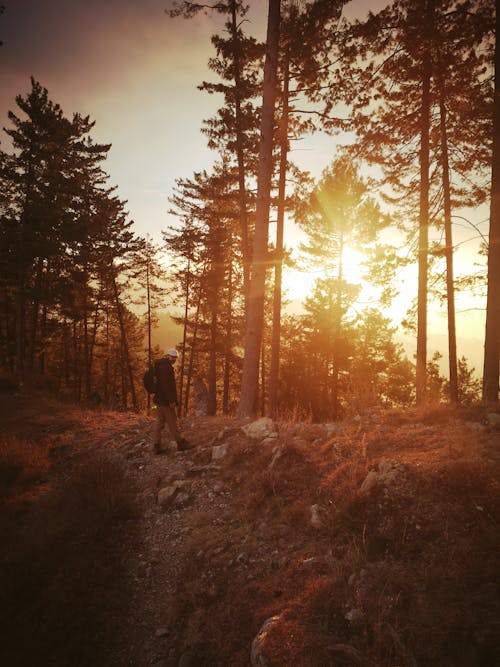Man in Forest at Sunset