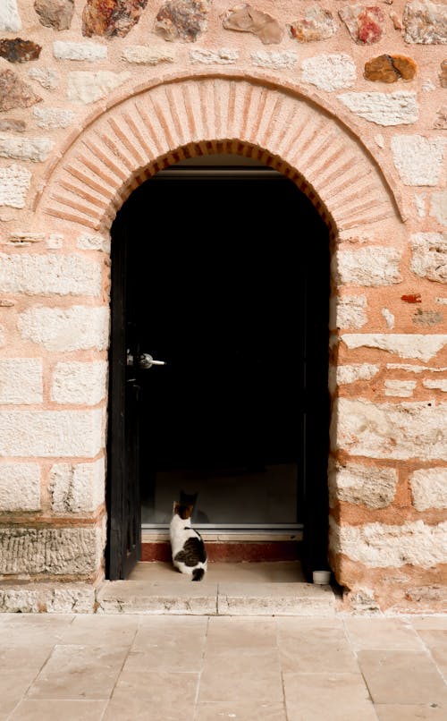 Cat Waiting at the Doorway