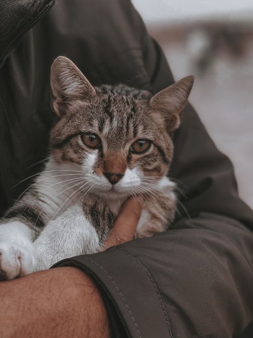 Free Close-up photo of a tabby cat being lovingly held in a cozy embrace. Stock Photo