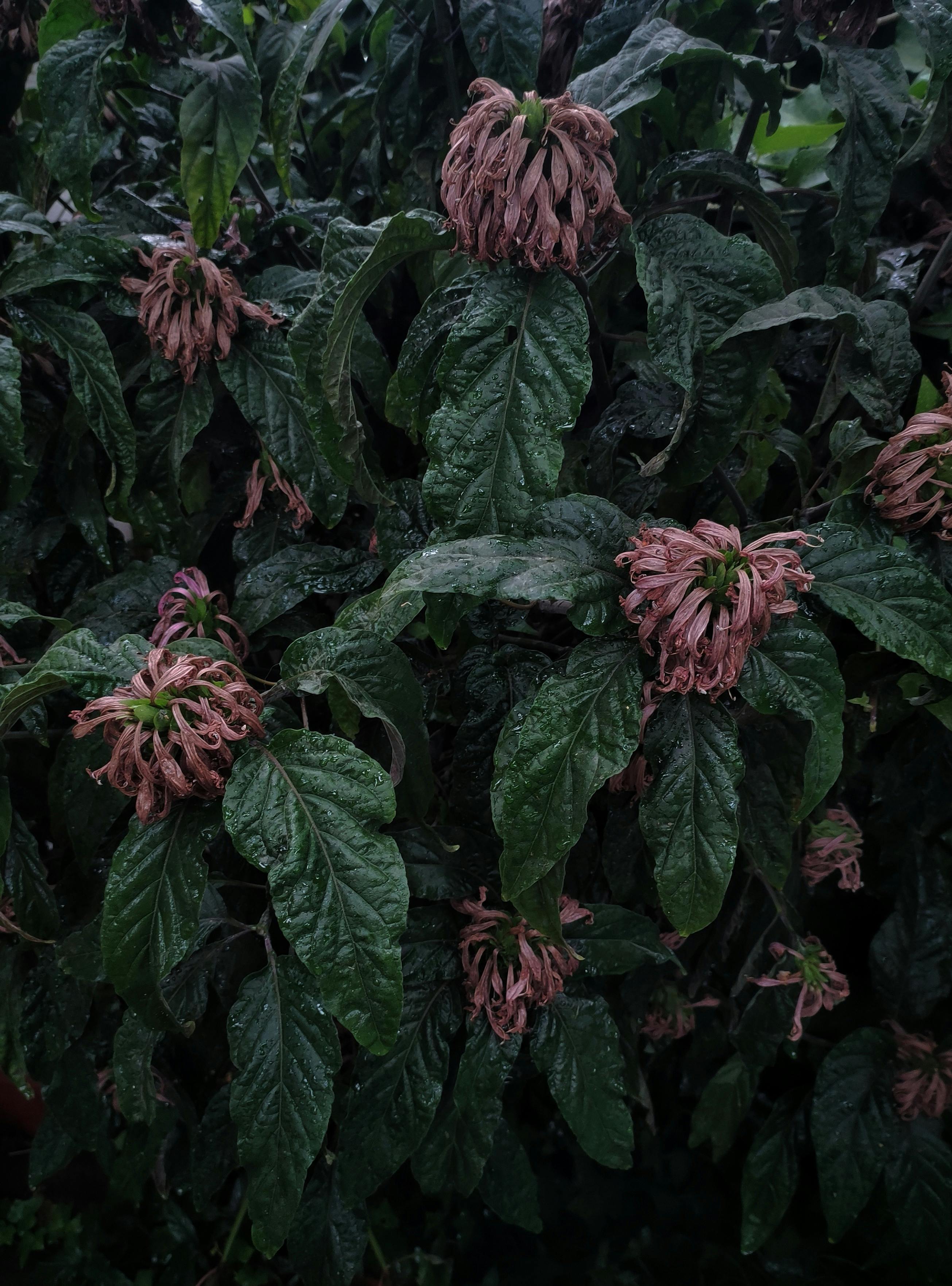Rain-soaked leaves and wilting flowers create a moody nature scene in Santiago.