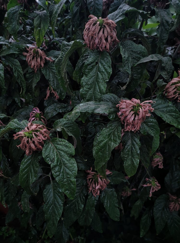 Leaves And Flowers Wet After Rain