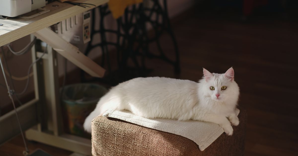 Queue du chat : que signifie chaque position ?