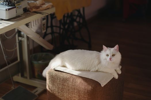 cat photo