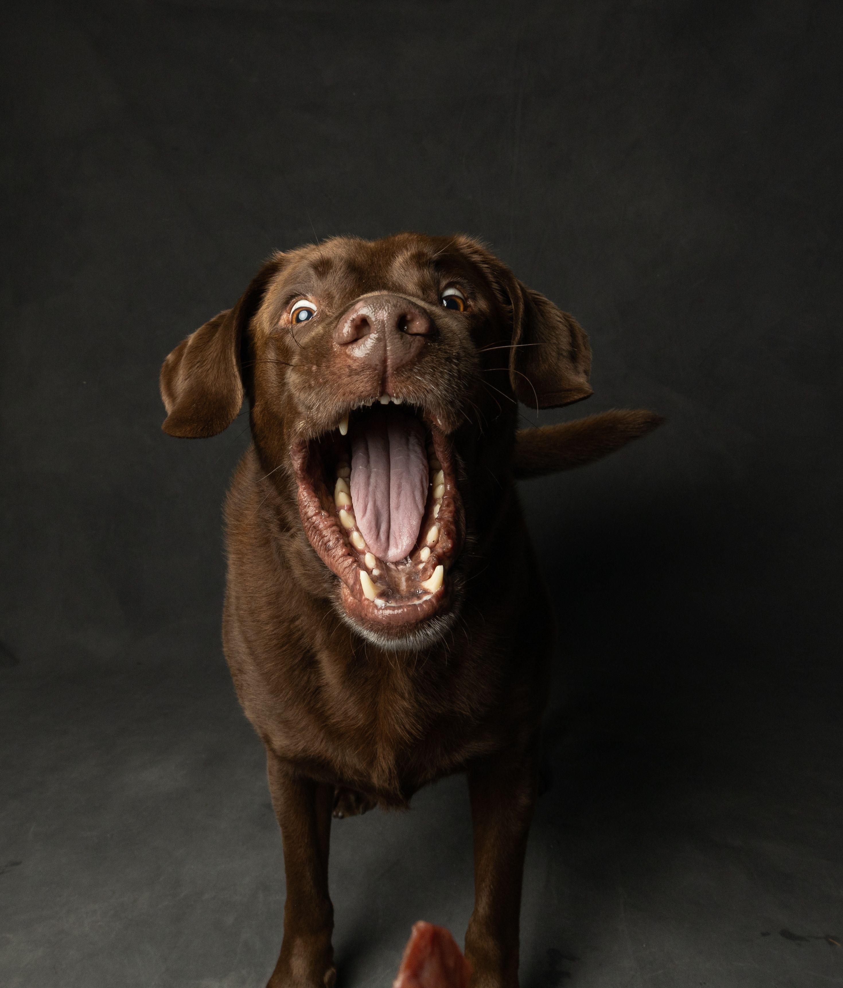 Foto de stock gratuita sobre animal, boca abierta, canino, de cerca ...