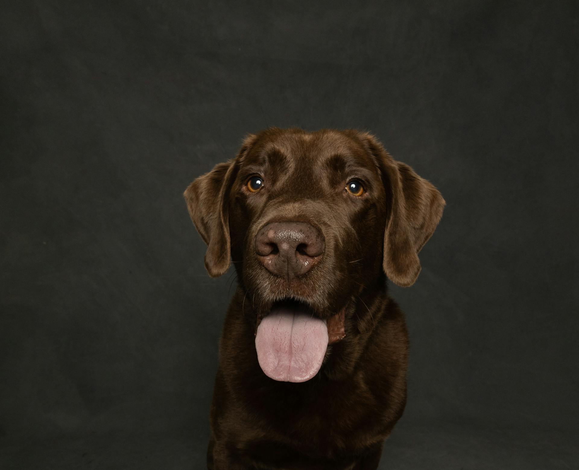 Bruine Labrador Retriever met tong eruit