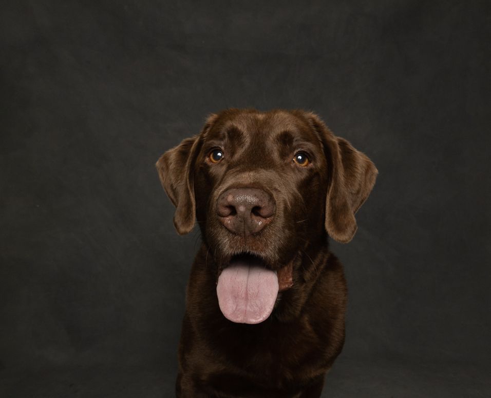 Brown Labrador Guide: From Puppy to Senior Dog