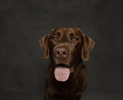 Free Adorable chocolate Labrador in a studio portrait with a black background and tongue out. Stock Photo