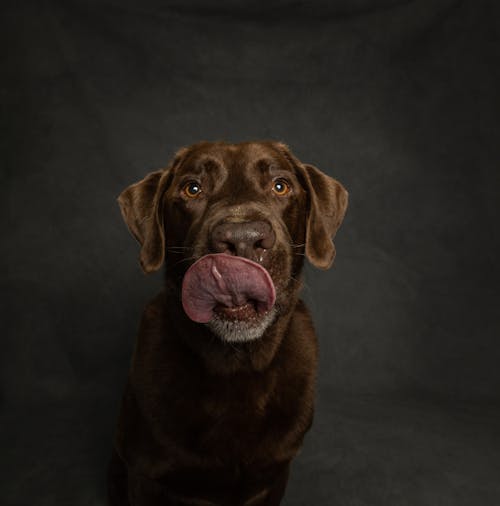 Photos gratuites de animaux de compagnie, arrière-plan noir, chien