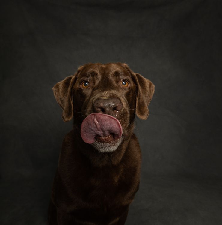Chocolate Lab Setting Chocolate Labrador Dog · Free Stock Photo