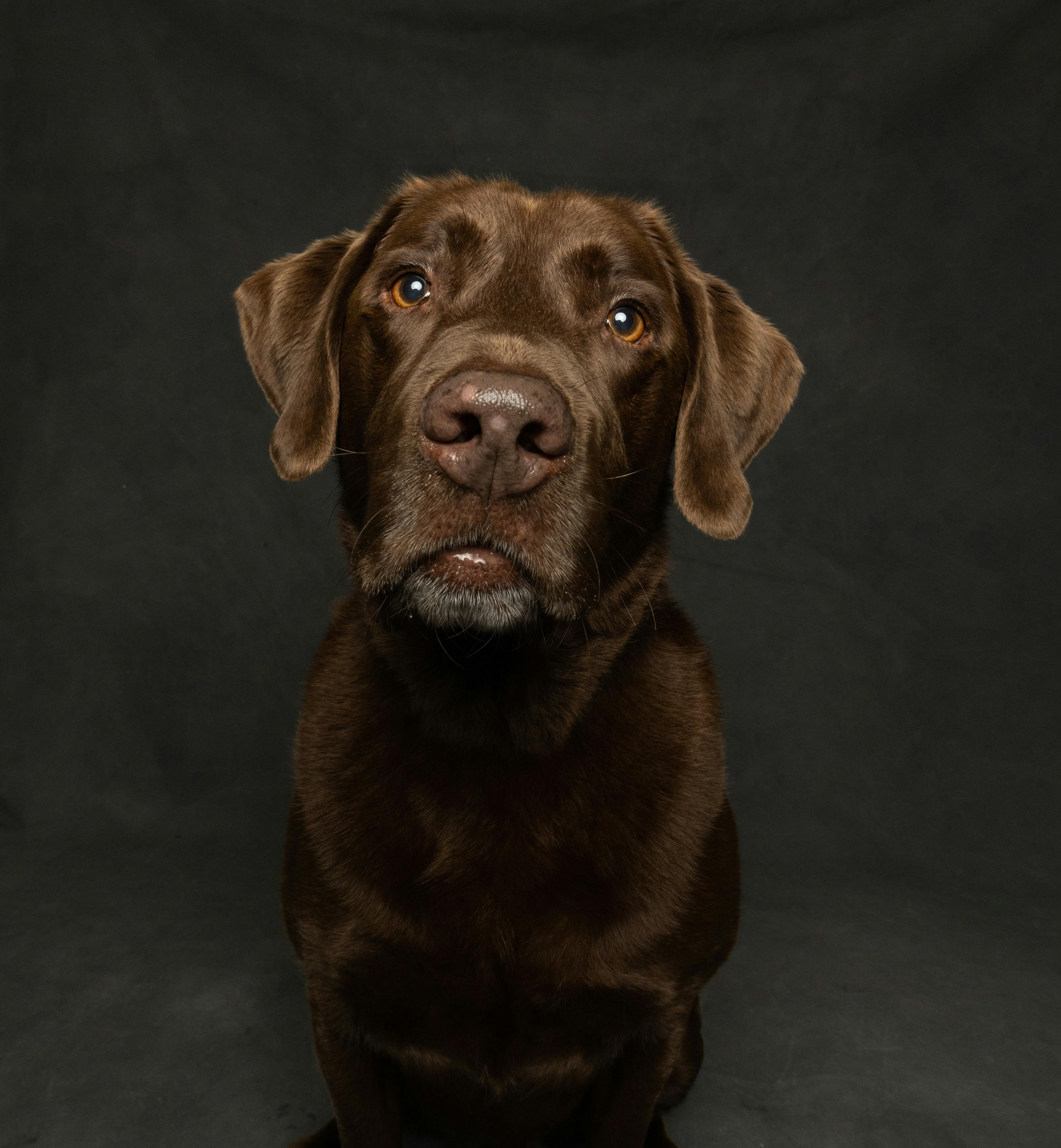 Free 2025 chocolate labrador