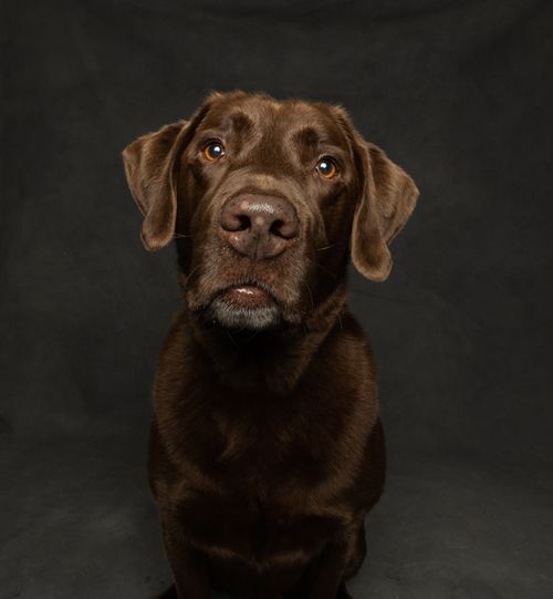 Free Studio portrait of a chocolate Labrador retriever with a dark backdrop. Stock Photo