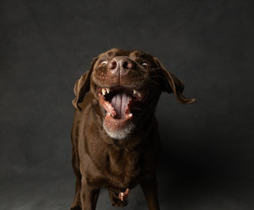 Close-Up Shot of a Labrador Retriever Dog on Gray Background
