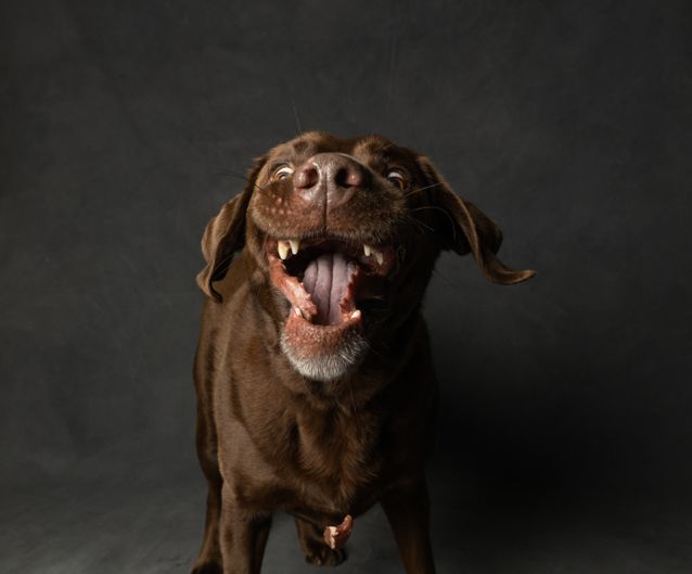 Finding the Perfect Borador for Adoption: Tips and Advice