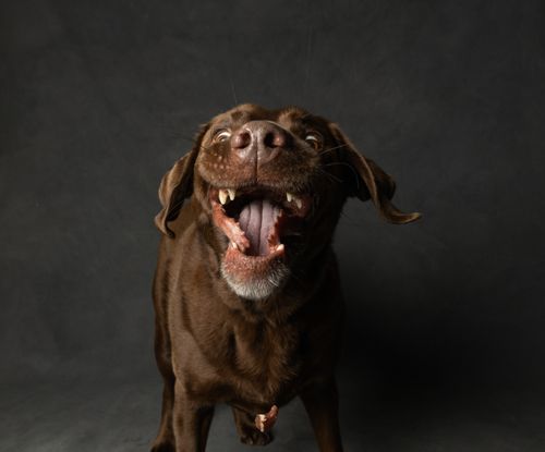 Free Energetic chocolate Labrador retriever playfully smiles in a studio portrait on a gray backdrop. Stock Photo