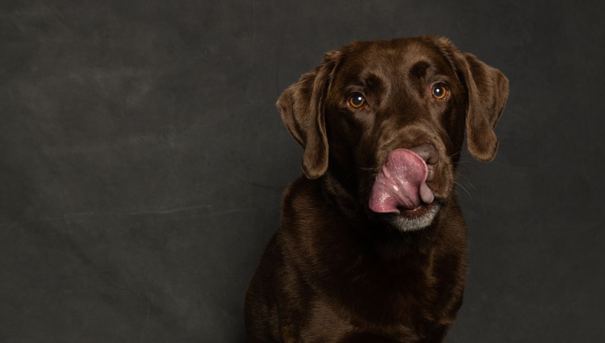 Chien affectueux léchant le visage de son maître