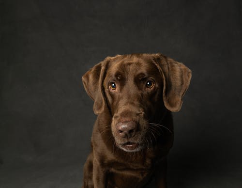 Brown Dog in Close Up Shot