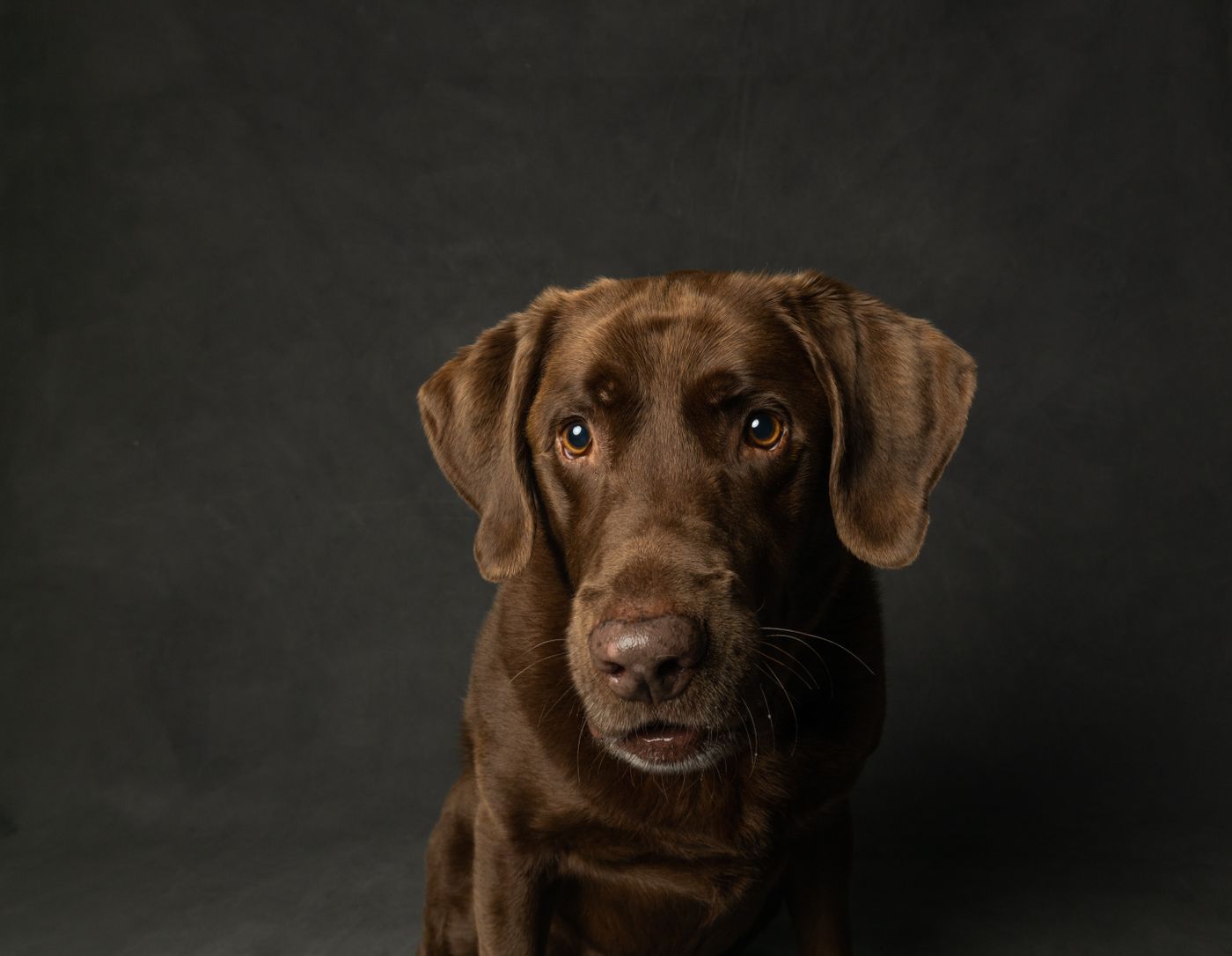 Large brown Labrador looking at the camera against a dark studio background
