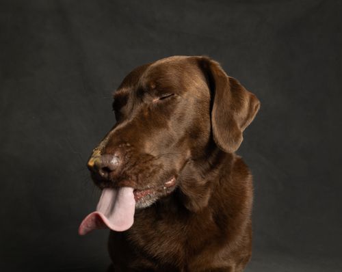 Free A chocolate Labrador Retriever with its tongue out against a gray background, exuding charm. Stock Photo