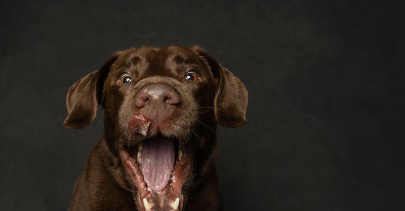 Chien chocolat symptômes : Urgence vétérinaire
