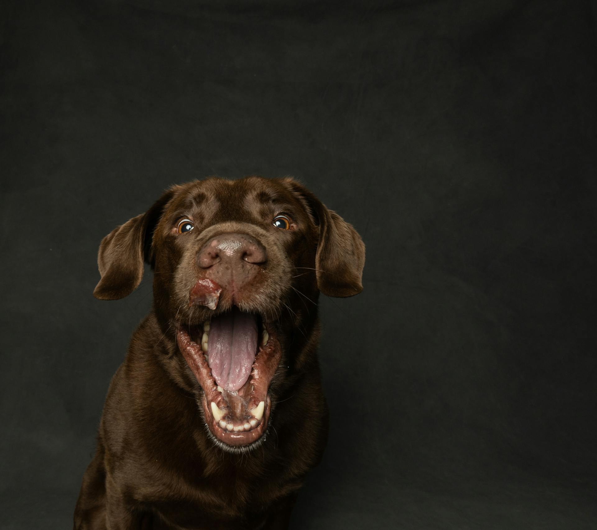 Close up of Labrador Retriever Dog with Open Mouth