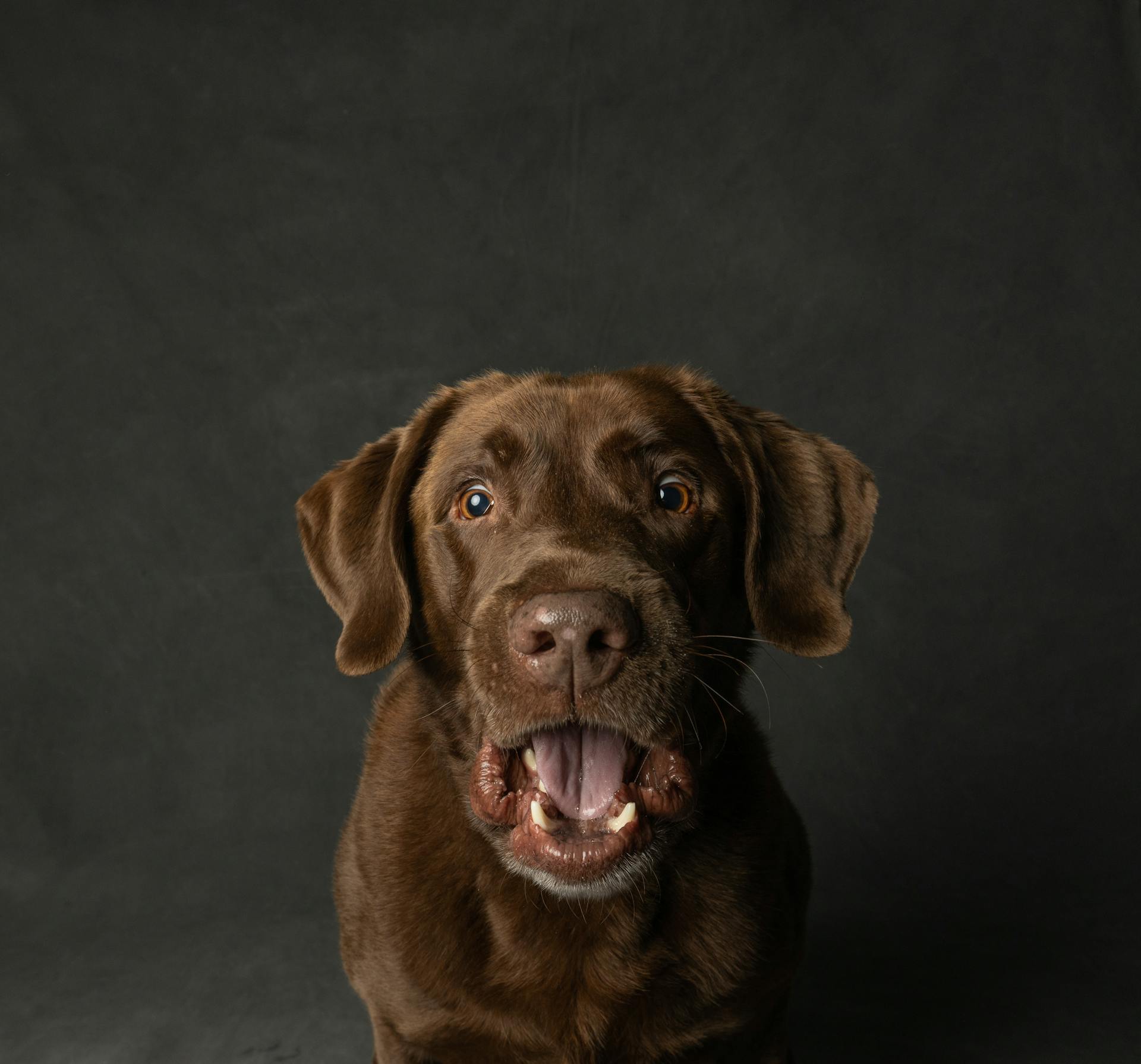 Close Up Photo of a Dog