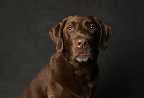 Foto stok gratis anjing, background hitam, cokelat