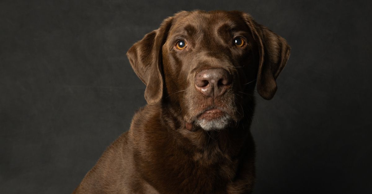 Close-up portrait of a chocolate Labrador Retriever with black background.