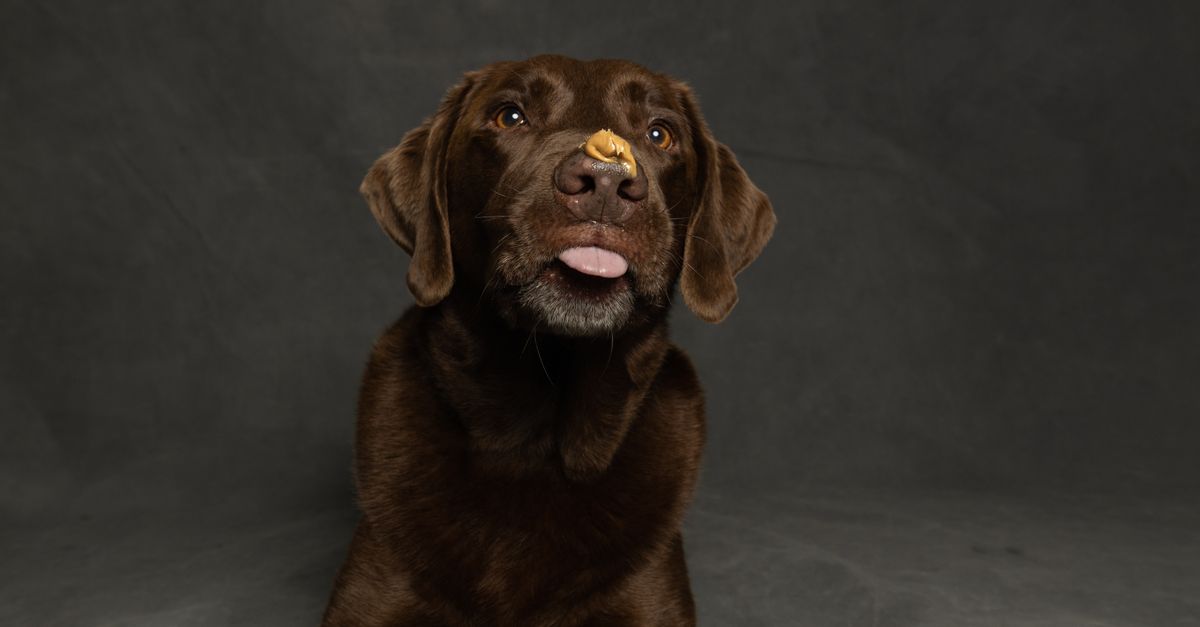 Photograph of a Labrador Retriever with Peanut Butter Photograph of a Labrador Retriever/ Peanut Butter Dog Treats