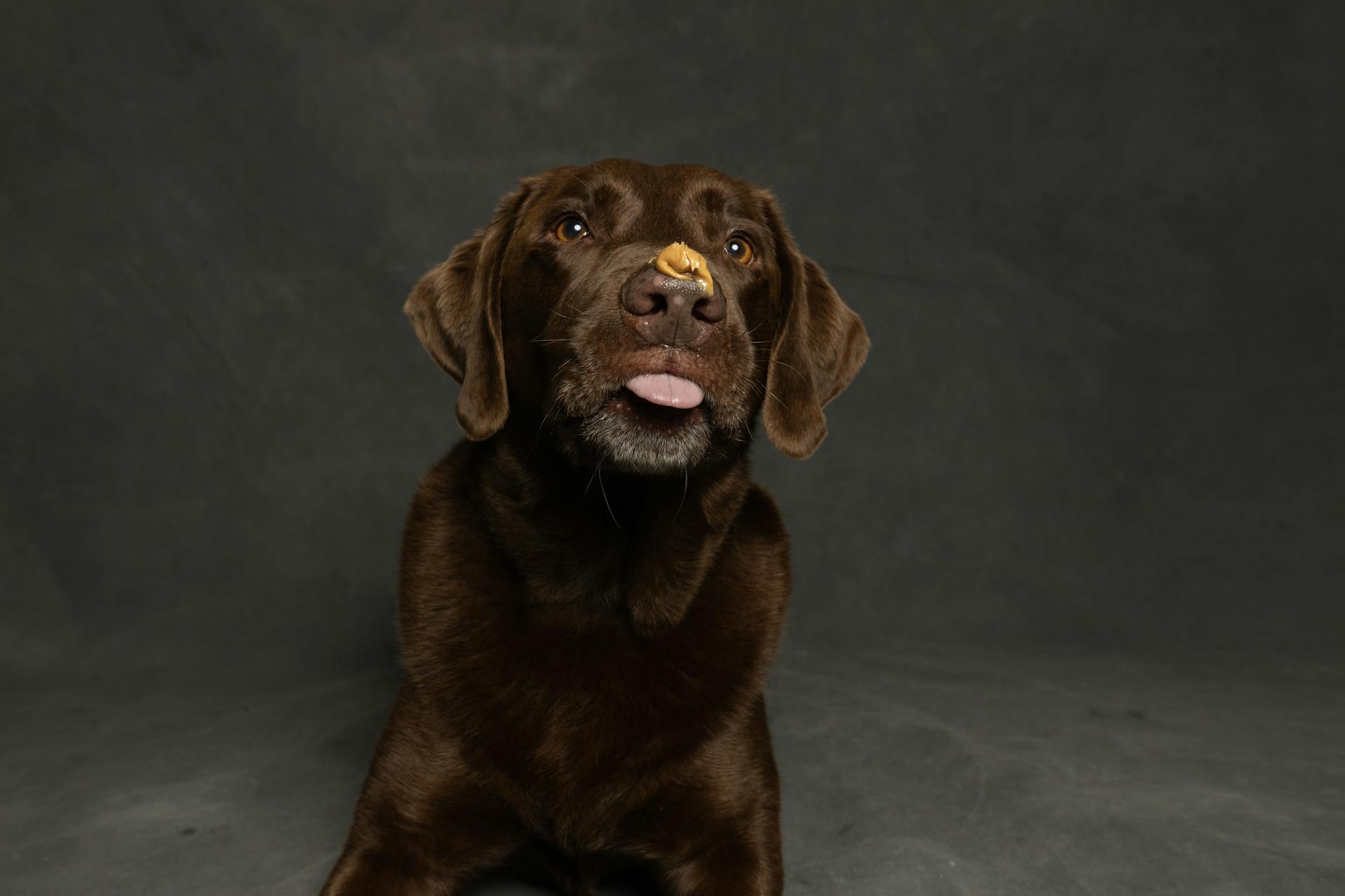 Photograph of a Labrador Retriever with Peanut Butter